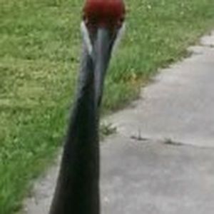 Meet your Posher, Florence